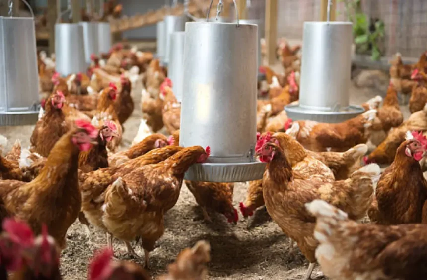 Avian flu in dairy cows - Avian flu in dairy cows registers 1,080 cases in the United States