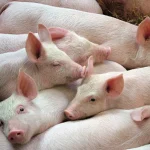Oral vaccine with pepperine for piglets in INTA and university trials