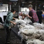 Australian wool market with historic increases in fine and cross-bred Merino wool