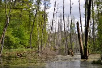 Experts warn: Biodiversity collapse now surpasses the climate crisis as the top threat.